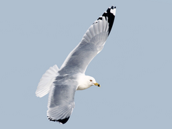 billed gull 1