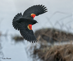 red wing blackbird 1