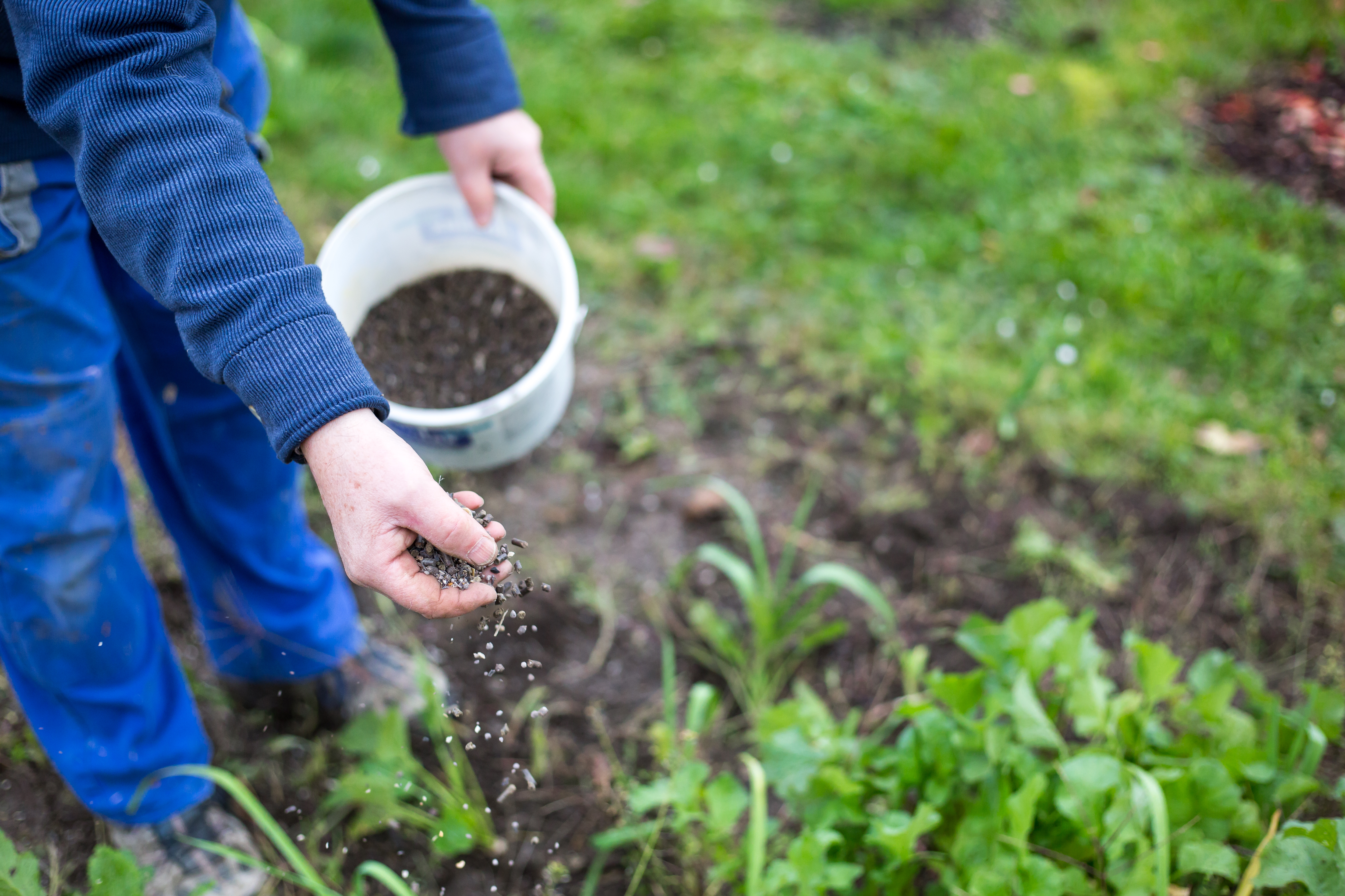 Fertilizing,The,Garden,By,Bio,Granular,Fertilizer,For,Better,Conditions